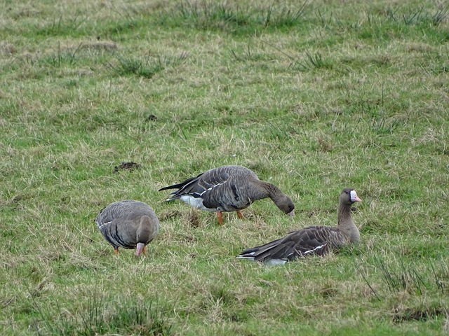 可能有双面 可能有双面