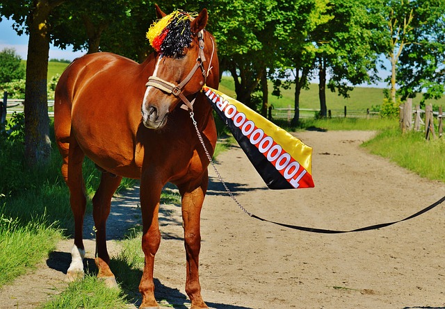 球队充分支 球队充分支