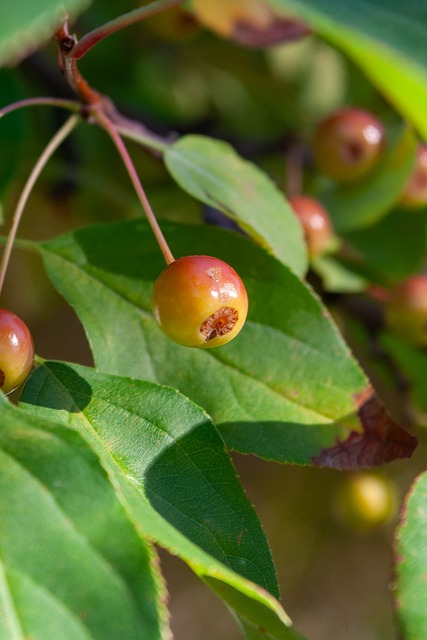重要的足球 重要的足球